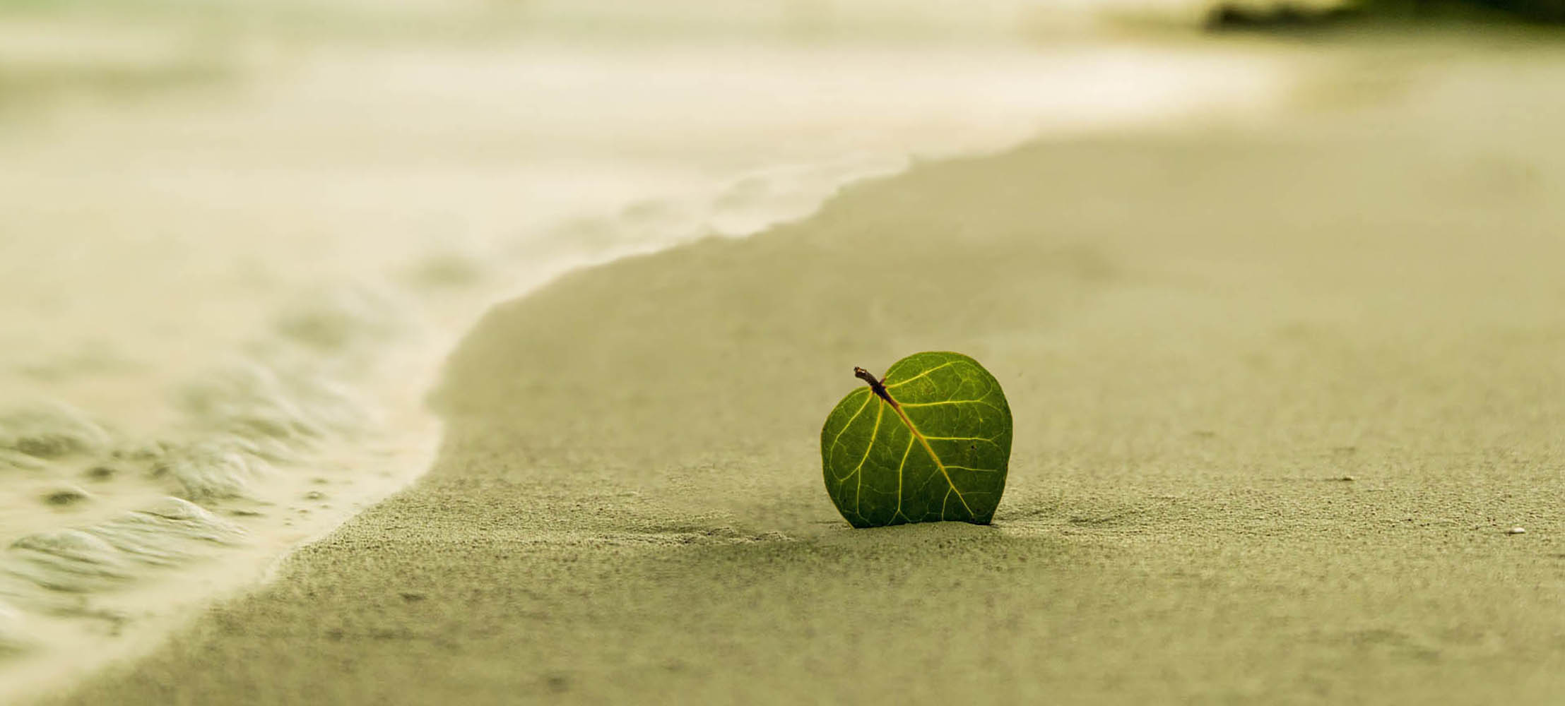A leaf on a beach