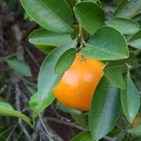 Ripe orange