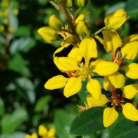 Yellow flowers